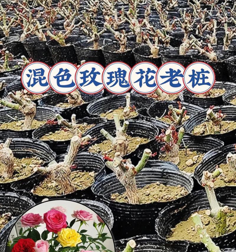 以玫瑰花枝如何养出根(养根技巧、步骤详解)