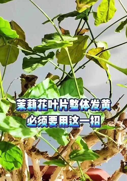 花叶发黄的原因及处理方法（植物营养不良导致花叶发黄，合理施肥可有效改善）