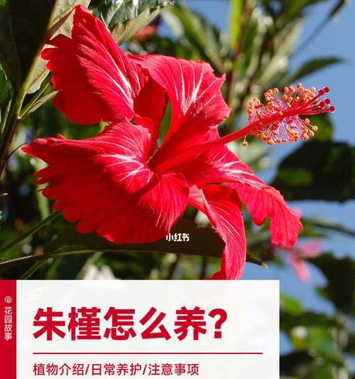 如何正确剪枝朱槿（简单易学的朱槿剪枝技巧与注意事项）
