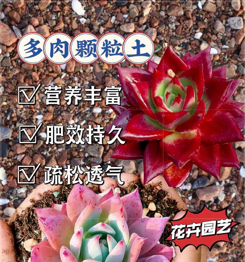 多肉土壤的杀菌消毒方法（保证多肉植物健康成长，从土壤杀菌开始）