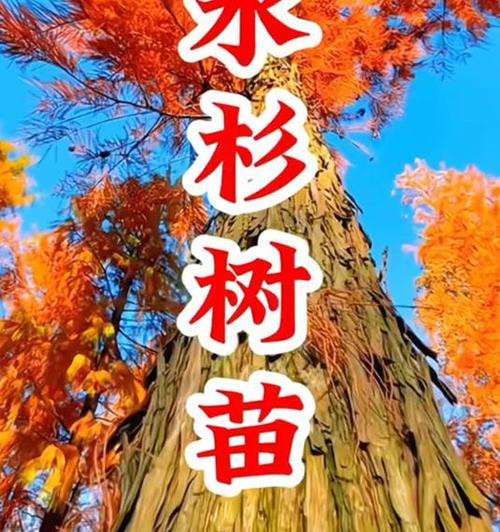 水杉的土壤要求与养护技巧（打造绿色生态环境，从选好土壤开始）