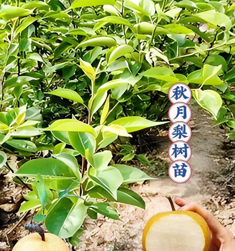 梨树的生长周期及开花结果时间(探究梨树开花结果的生态环境与气候影响)