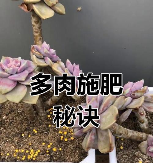 多肉植物的自制肥料，呵护绿色生命（从身边常见材料出发，为多肉提供营养与保护）