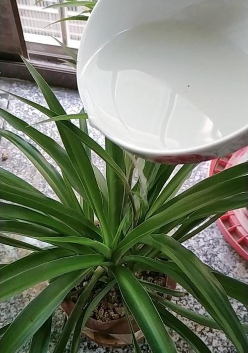 淘米水的神奇功效——浇花的最佳选择（大米淘米水的用途及其对花卉生长的益处）
