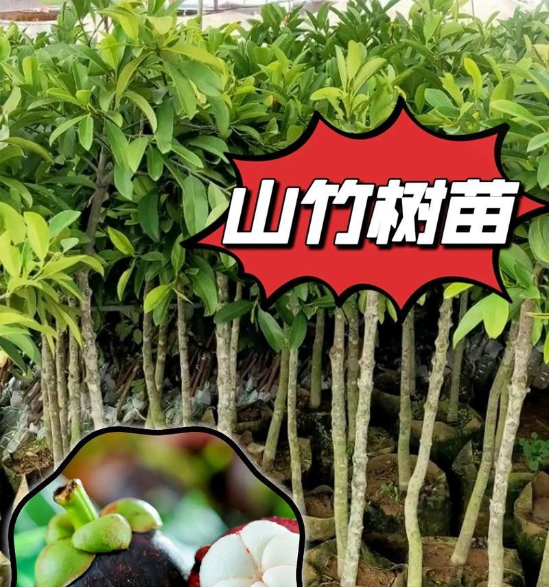 山竹的种植和管理(打造丰收的山竹园——从种植到管理全攻略)