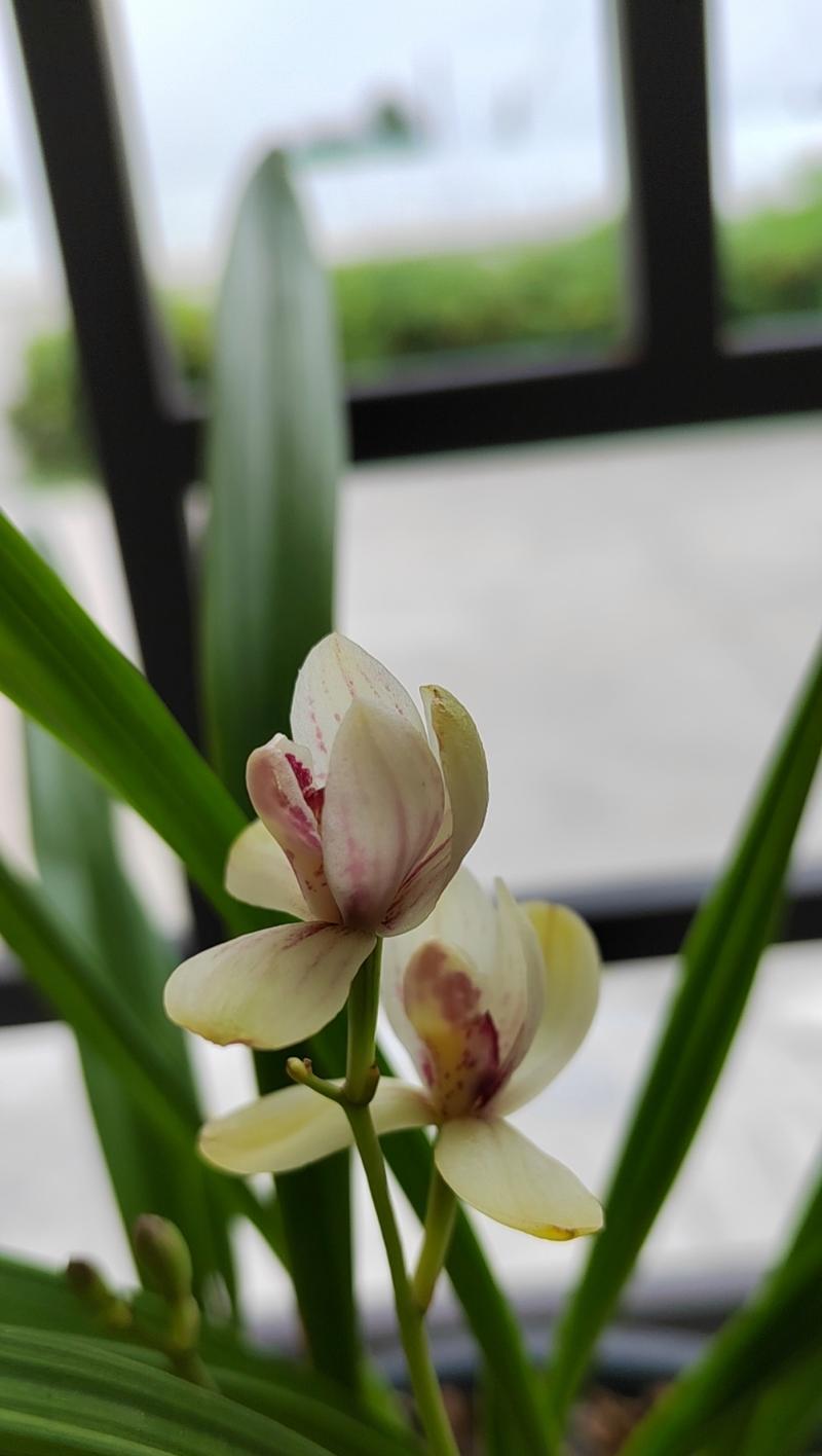 君荷开花时间及生长习性详解（探究君荷为什么那么难开花，了解其生长特点）