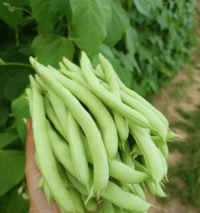 四季豆，是蔬菜还是果实？（探究四季豆的产生与特征及其分类）