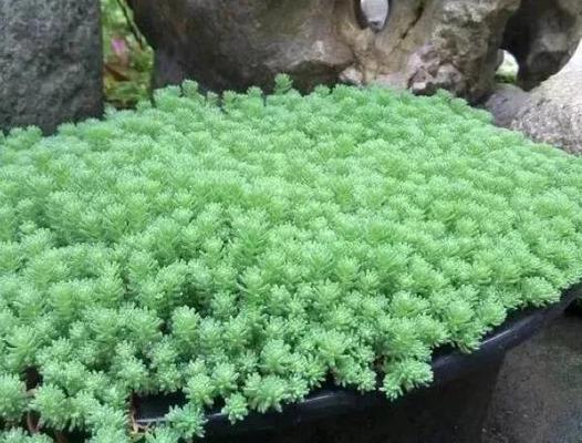 膨珊瑚的化学组成及缀化过程研究(膨珊瑚的缀化过程探究及应用前景展望)