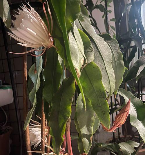 昙花发黄的原因及解决方法（探究昙花顶部发黄的成因，教你轻松拯救昙花）
