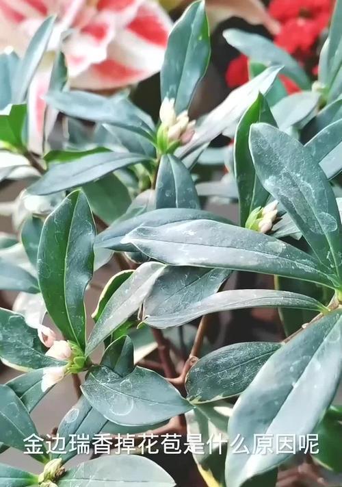 瑞香不开花，你知道为什么吗？（寻找瑞香不开花的原因及解决方法）