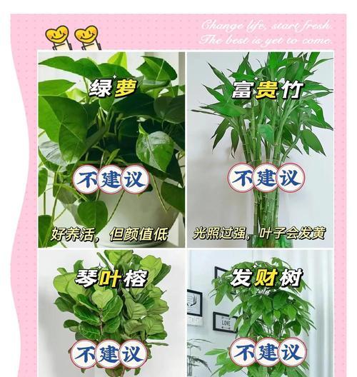 绿植不通风了怎么办？（保持绿植的健康，提供适当通风的方法）