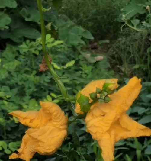 葫芦是多年生的植物（探究葫芦的生长特点和养护方法）