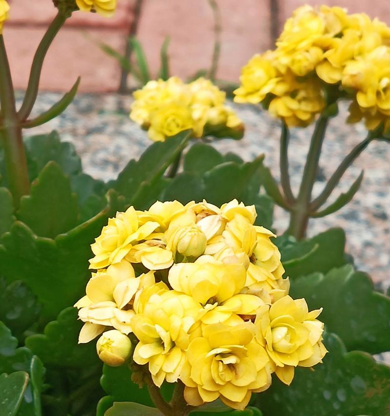 长寿花真的是多年生植物吗？（探讨长寿花生命周期的奥秘）