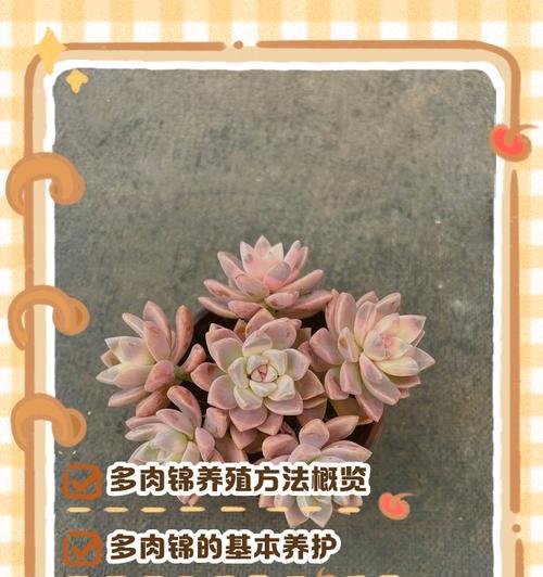 大和锦养殖之成功法则（掌握养殖方法，打造繁育之王）