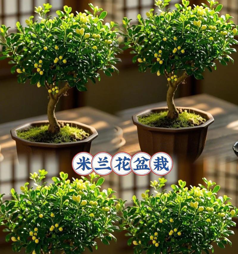 如何辨别真正的米兰盆栽（识别米兰盆栽的关键特征及鉴别方法）
