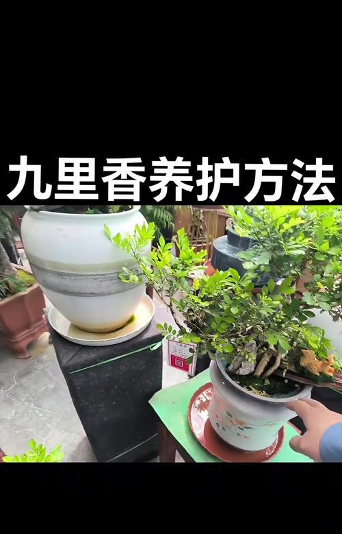 九里香根部叶子干枯原因分析与处理方法（探究九里香根部叶子干枯的原因，为您提供有效的处理方法）