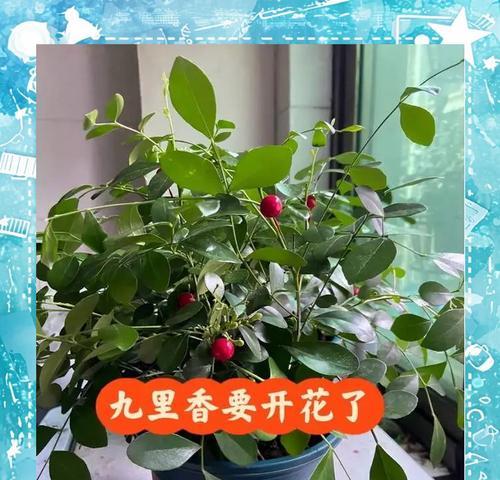 九里香的花期和凋谢期(了解九里香开花凋谢的时间和规律)