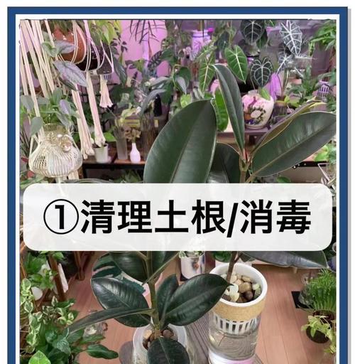 水培烂根的救治方法(怎样处理水培植物的烂根问题)