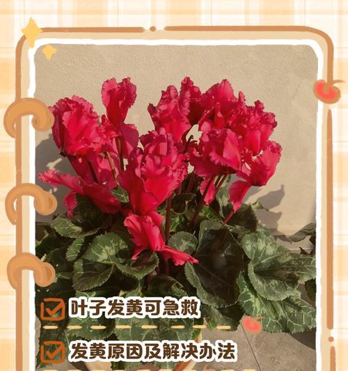 连瓣兰叶子黄了怎么办？（教你几招拯救黄叶连瓣兰）