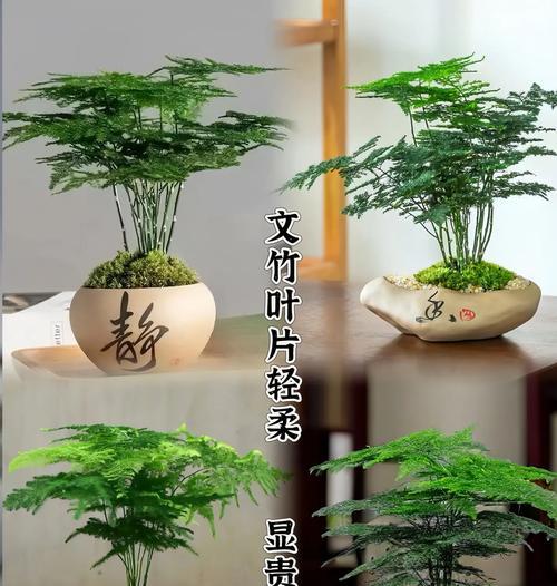 打造美丽春天的文竹养护秘籍（文竹春天怎么养，细致讲解文竹养护的要点）