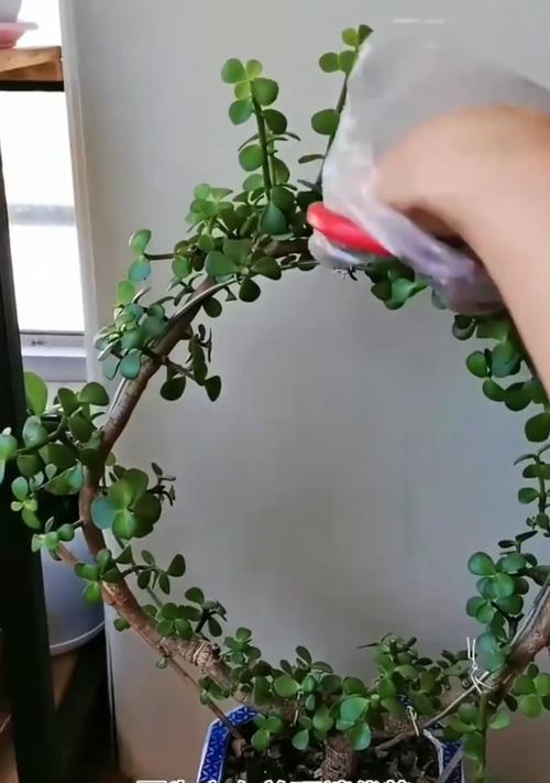如何科学浇水以保持金枝玉叶夏天的健康（夏季金枝玉叶浇水技巧及注意事项）
