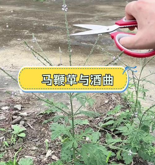 马鞭草(马鞭草的生长环境、特征与养护方法)