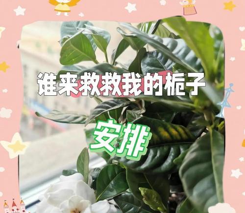 栀子花叶子变小的原因及解决方法（揭秘栀子花叶子变小的原因，教你恢复叶子的健康）
