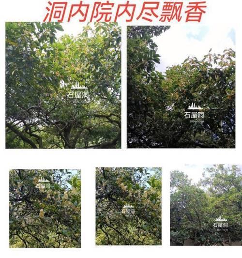 四季桂叶卷曲原因与处理方法（探究四季桂叶卷曲的成因，为您提供有效的处理方法）