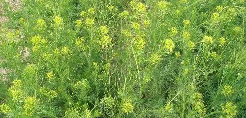苍耳草的功效与作用详解（益气固本，缓解疼痛，但忌食过多）