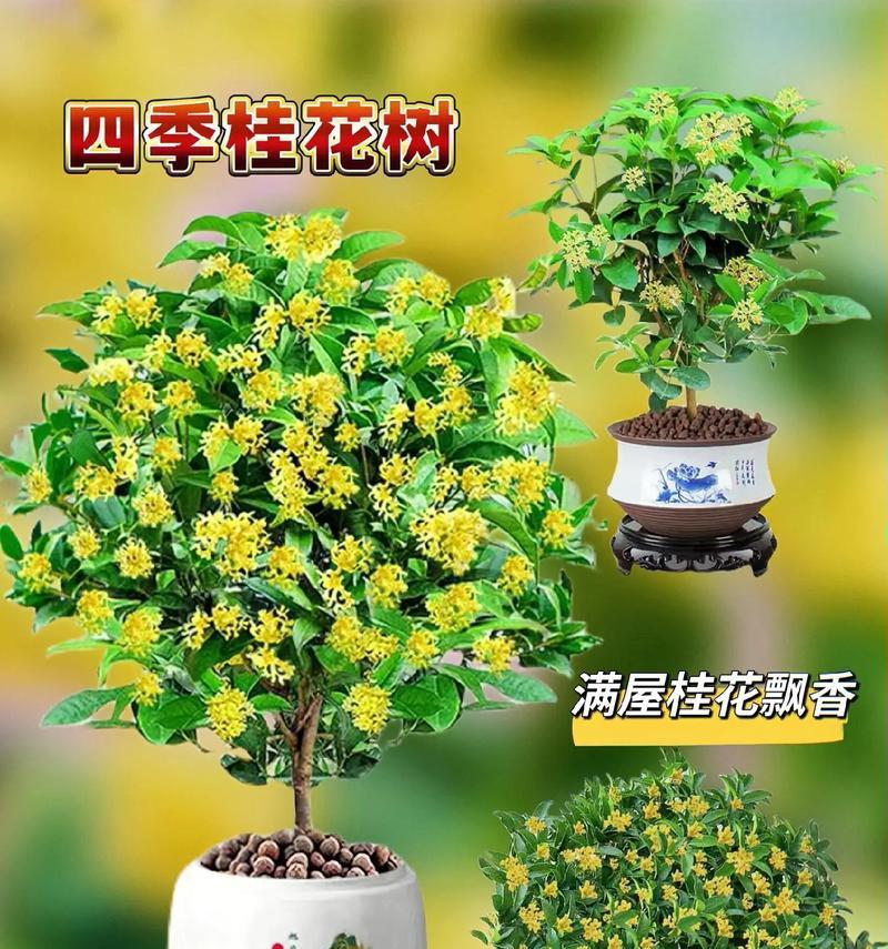 墓地种桂花树的可行性分析（桂花树种植的优势与注意事项）