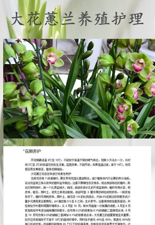 如何正确护理大花蕙兰，让其绽放美丽花苞（从栽培到开花，这些关键步骤不能错过）