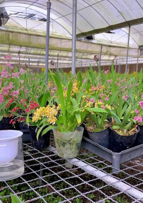 以文心兰的浇水施肥技巧——打造健康美丽的植物（养护文心兰，关键在于科学的水肥管理）
