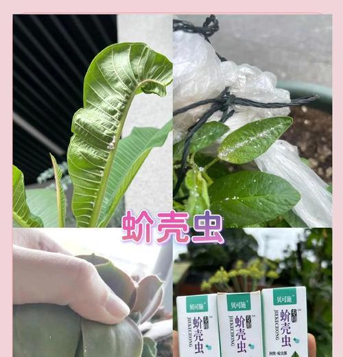 白蚧壳虫的综合防治措施（了解白蚧壳虫及其危害，合理选择防治方法）
