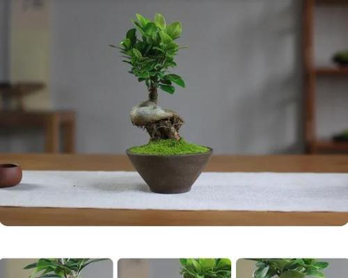 以人参榕树的枝茂之道（探索人参榕树生长的关键因素及培养技巧）