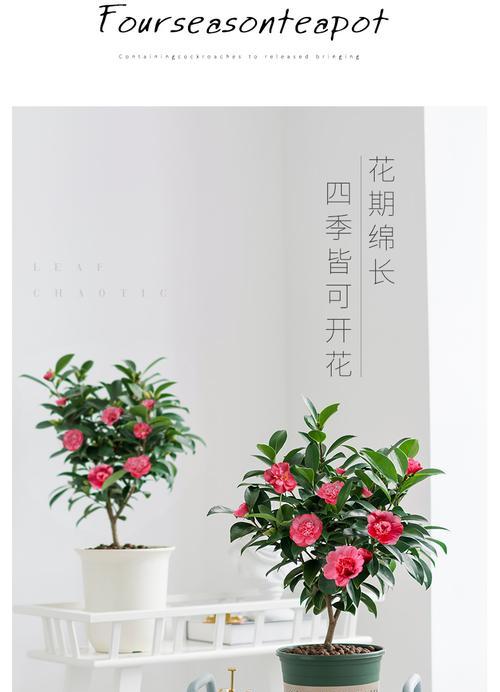 山茶花的水浇量和季节管理（如何在不同季节给山茶花浇水）