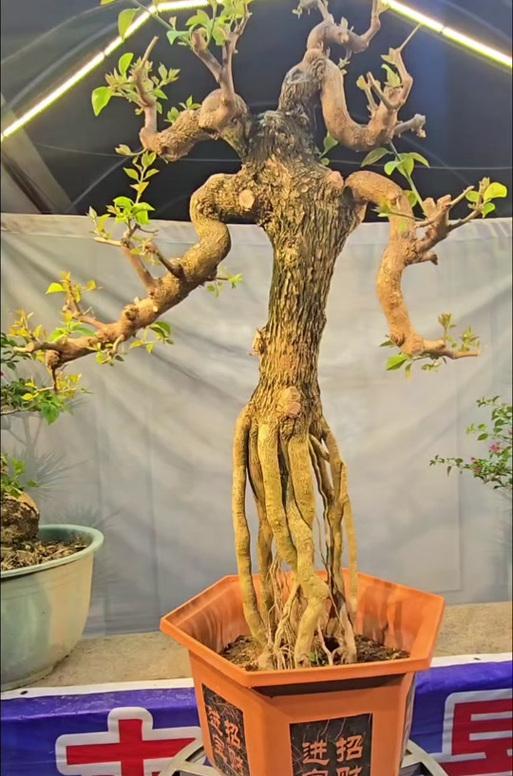 树根盆景的根新挖处理方法（保护树根健康，让盆景焕发新生命）