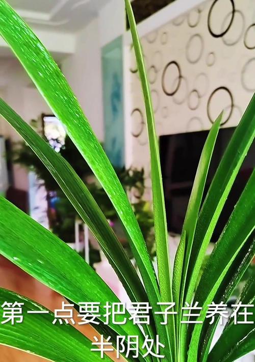 以君子兰怎么出纹（打造君子兰的独特花纹艺术）