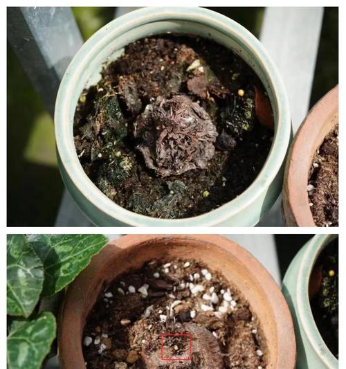 仙客来花茎枯萎问题的原因与解决方法(探究仙客来花茎枯萎的可能因素和有效防治措施)