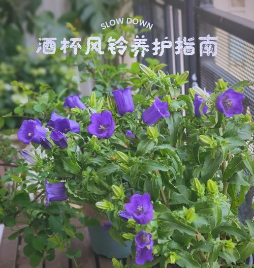 以风铃花怎么养护（打造迷人花园的关键技巧）