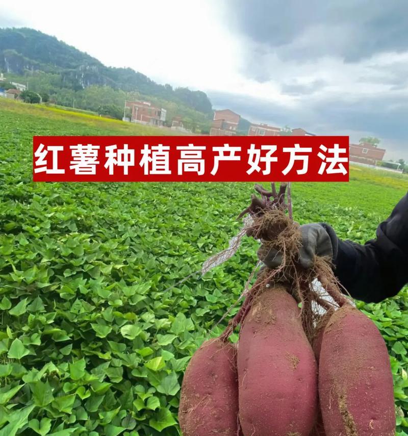 红薯种植时间掌握要领（掌握最佳栽种时间，丰收早知道）
