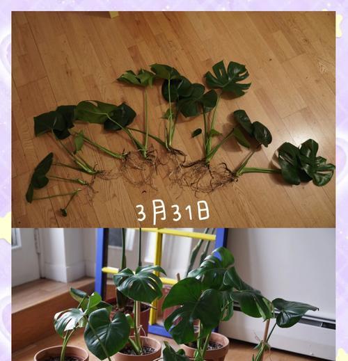 如何有效处理龟背竹叶子上的虫害（保护龟背竹，远离虫害的秘诀）