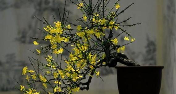 以老迎春花的栽培技巧（春天花开，迎接老年生活的美好）