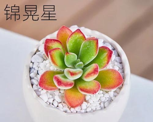 多肉植物如何处理过度浇水问题(应对多肉锦晃星水浇多了的有效措施)