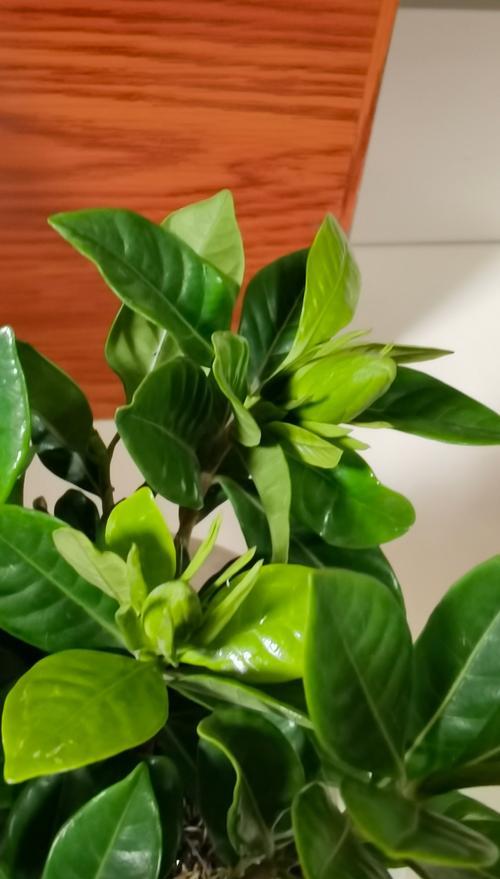 以水培栀子花的养殖技巧与注意事项（水培栀子花的养殖方法及常见问题解答）