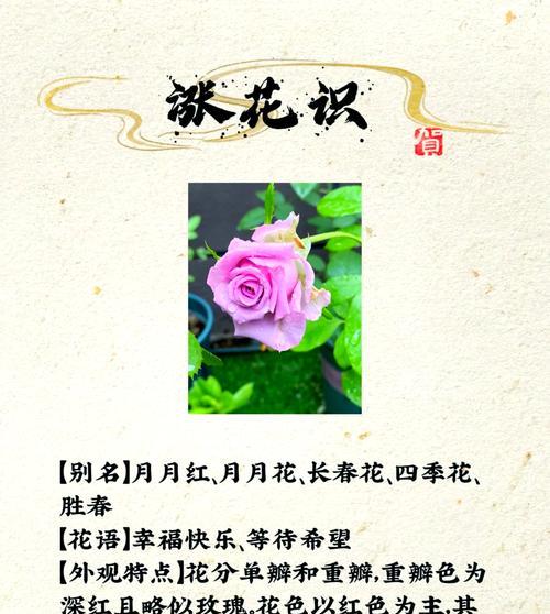 莲花宝石月季的种植优缺点分析（探究莲花宝石月季的生长特性与适应环境条件）