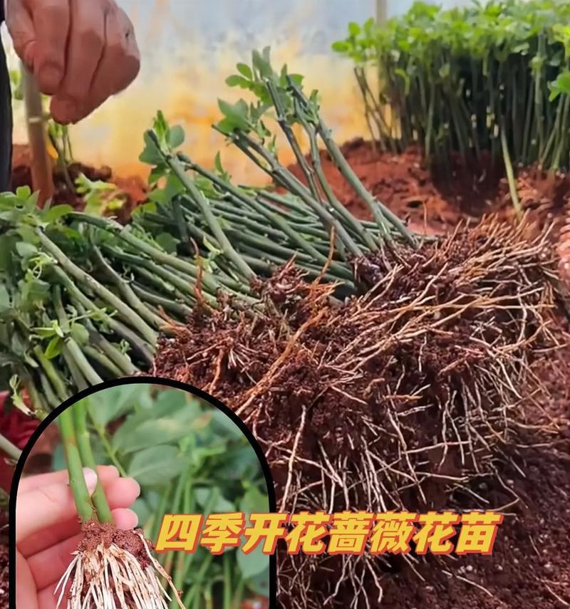 无刺蔷薇种植方法大全(轻松打造美丽庭院的无刺蔷薇栽培技巧)