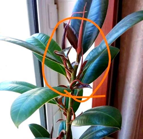 橡皮树秋季养护全攻略（打造美丽的秋日橡皮树，关键是这一步）