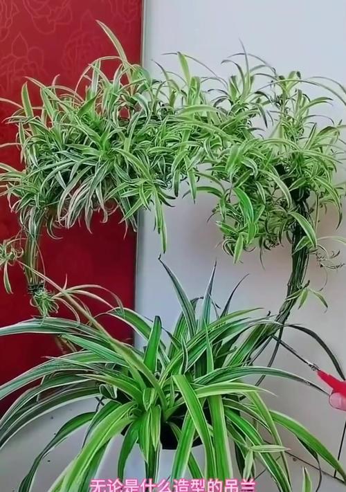 千叶吊兰的养殖技巧与注意事项（如何让千叶吊兰长得更健康？——一份详细的指南）