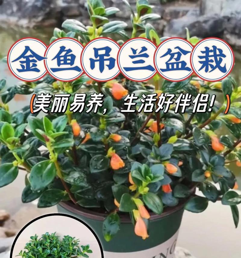 编织吊兰盆栽养殖方法（手工编织吊兰盆栽，打造独特绿色家居）