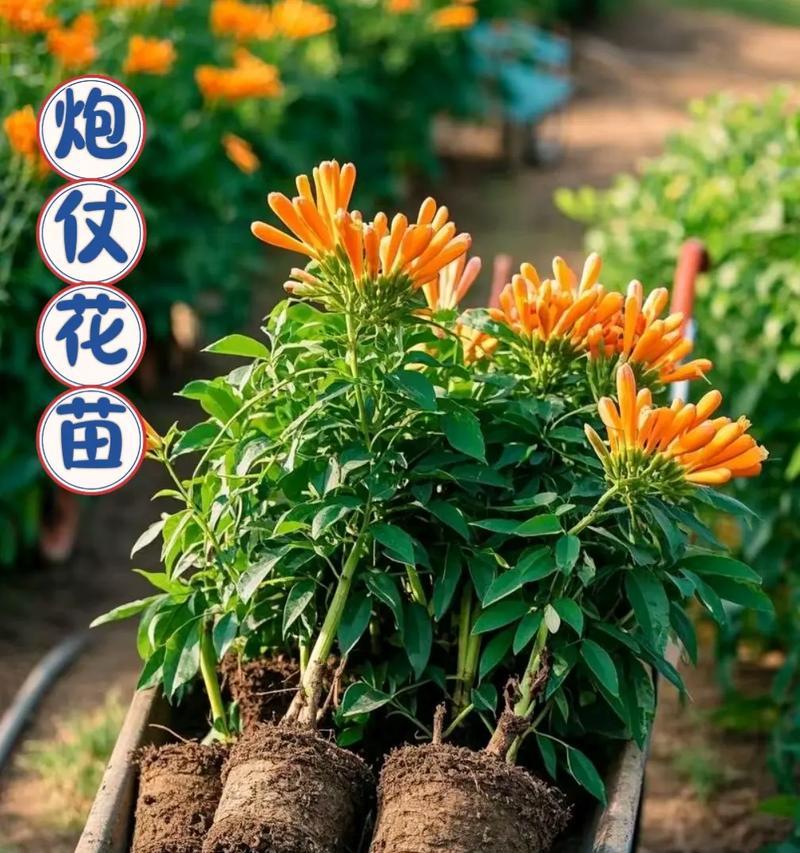 探究炮仗花的根系（炮仗花根系的形态和功能）